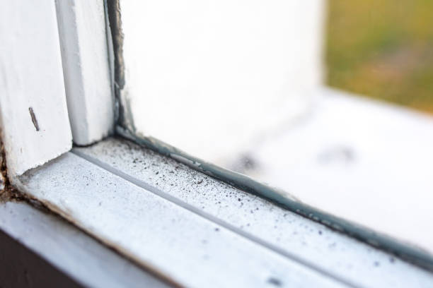Trusted Sea Girt, NJ Mold Removal Experts